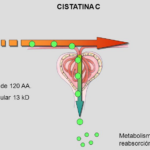 CISTINA C