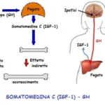 SOMATOMEDINA C (IFG-1)