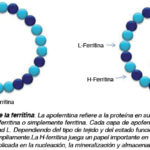 FERRITINA
