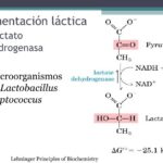DEHIDROGENASA LACT.