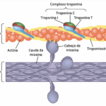 TROPONINA I