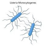 LISTERIA MONOCYTOGENES