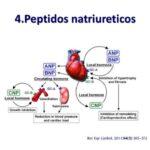 PEPTIDO NATRURETICO